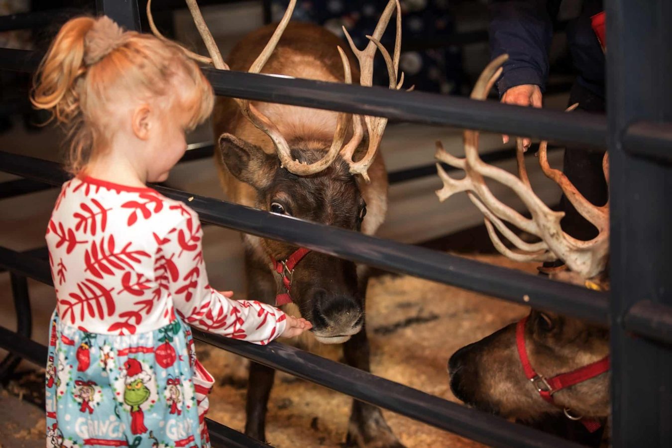 Image from Comfort and Joy - A little girl touching a reindeer